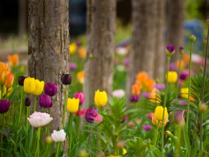 Blooming Tulips in Garden